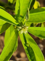 Crotalaria retusa