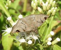 Arteurotia tractipennis tractipennis