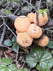Cyttaria hariotii