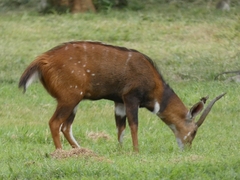Tragelaphus scriptus bor