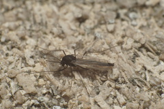 Orthocladiinae