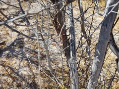 Haematoxylum brasiletto