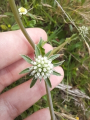 Eryngium nudicaule