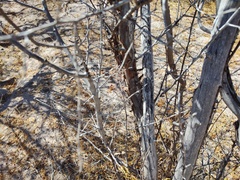 Haematoxylum brasiletto