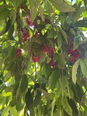 Syzygium malaccense