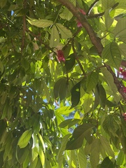 Syzygium malaccense