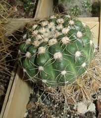 Gymnocalycium capillaense