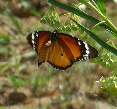 Danaus chrysippus orientis