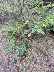Cyttaria hariotii
