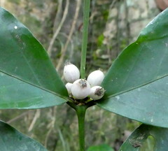 Empogona bracteata