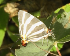 Panthiades bathildis