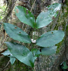 Empogona bracteata