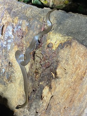 Cacophis squamulosus