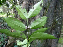 Empogona bracteata