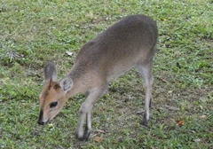 Sylvicapra grimmia