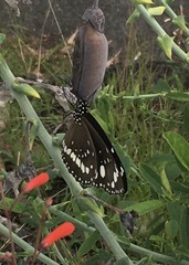 Euploea core corinna