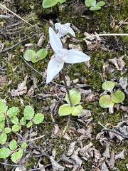 Codonorchis lessonii