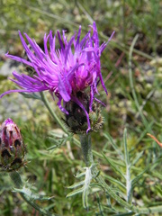 Centaurea ambigua