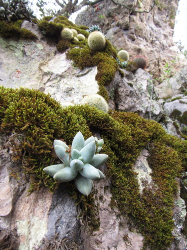 Pachyphytum compactum