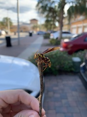 Polistes major major