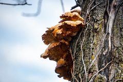 Laetiporus sulphureus