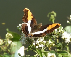 Doxocopa laure laure