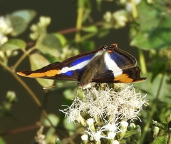 Doxocopa laure laure