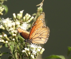 Danaus eresimus montezuma