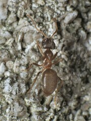 Lasius americanus