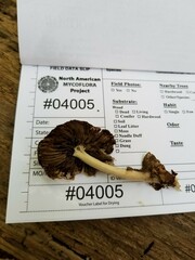 Psathyrella kauffmanii