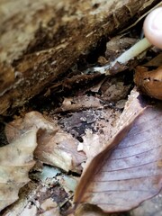 Psathyrella kauffmanii