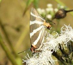 Panthiades bathildis