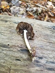 Psathyrella kauffmanii