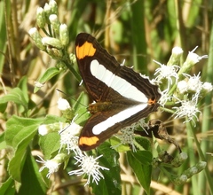 Adelpha iphicleola iphicleola