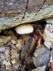 Psathyrella kauffmanii