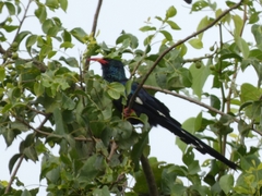 Phoeniculus purpureus