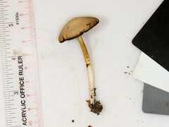 Psathyrella kauffmanii