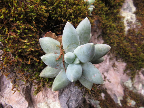 Image of Pachyphytum compactum by (c) Oscar Alejandro Morales Juárez, some rights reserved (CC BY-SA)