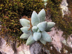 Pachyphytum compactum
