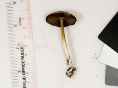 Psathyrella kauffmanii