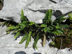 Asplenium ceterach image