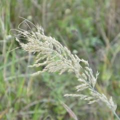 Diplachne fusca