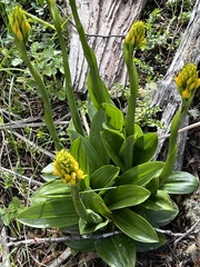 Gavilea lutea