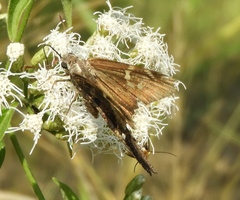 Eudaminae
