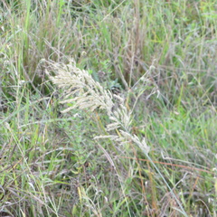 Diplachne fusca