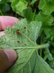 Puccinia pelargonii-zonalis