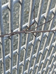 Anchiale austrotessulata