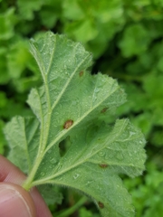 Puccinia pelargonii-zonalis