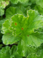 Puccinia pelargonii-zonalis