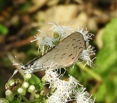 Pseudolycaena damo